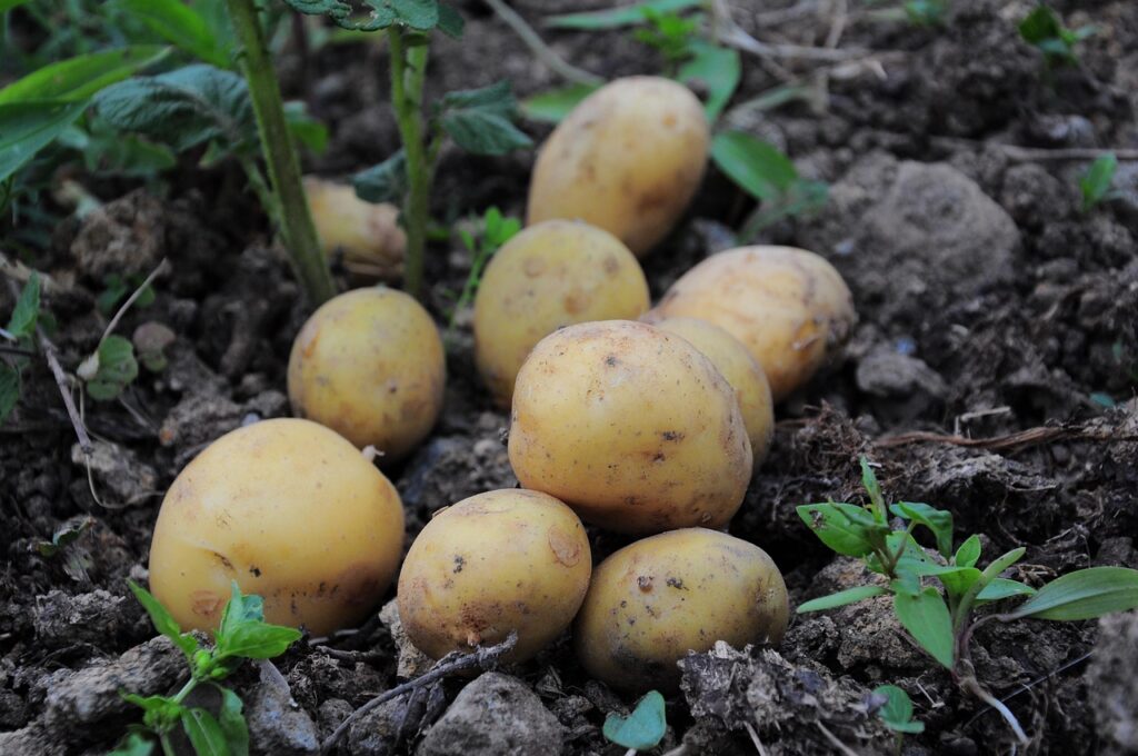 potatoes, potato pictures, potatoes field, field, garden, nature, official potato