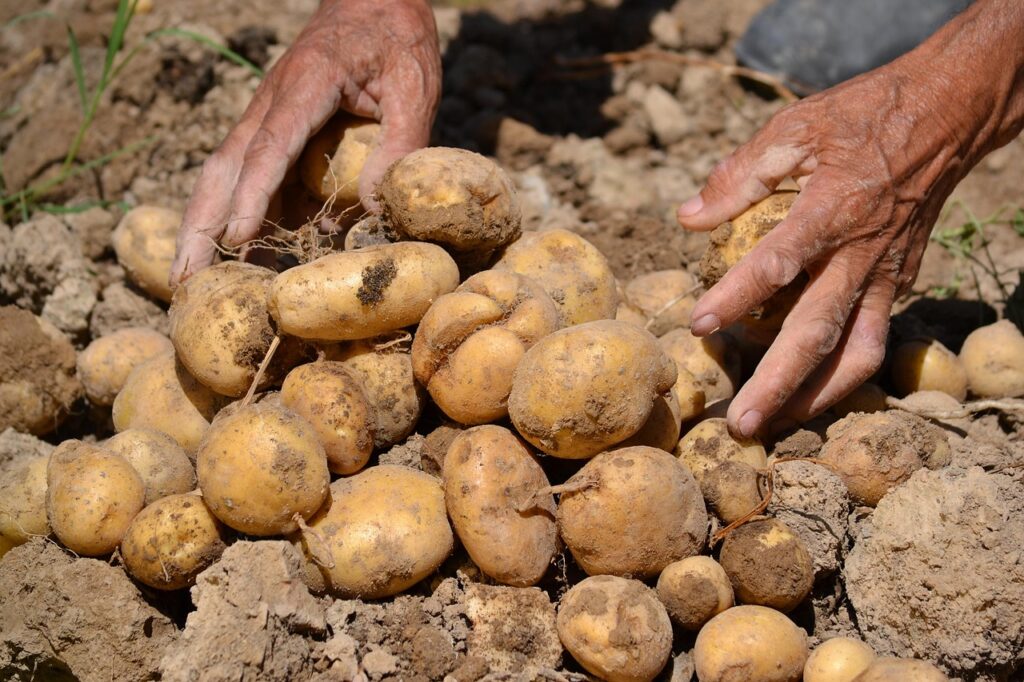 potato, agriculture, farm, harvest, gardening